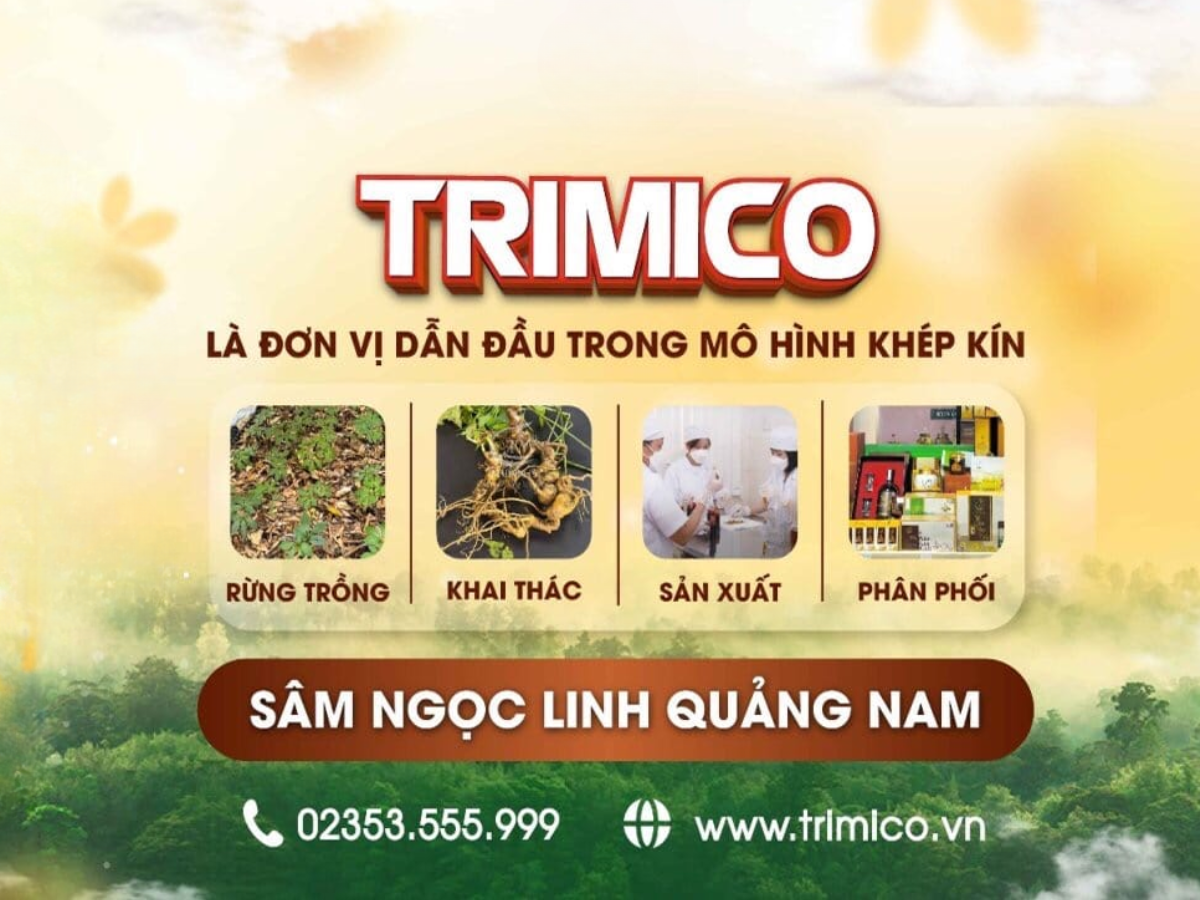 c&aacute;ch trồng s&acirc;m ngọc linh
